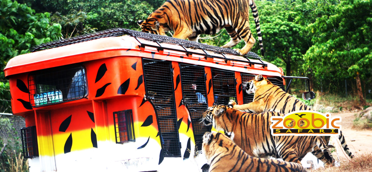 Zoobic Safari | Zoomanity Group