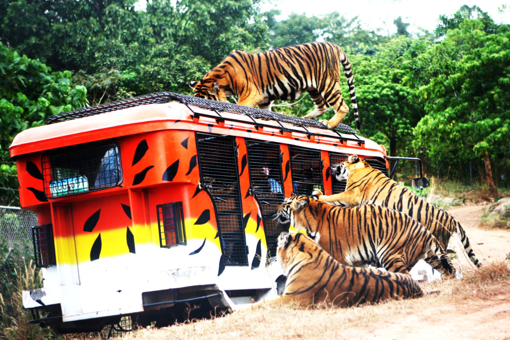 zoobic safari to subic bay