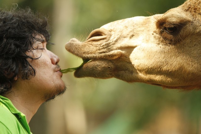 Zoobic Safari Close encounter with the camel